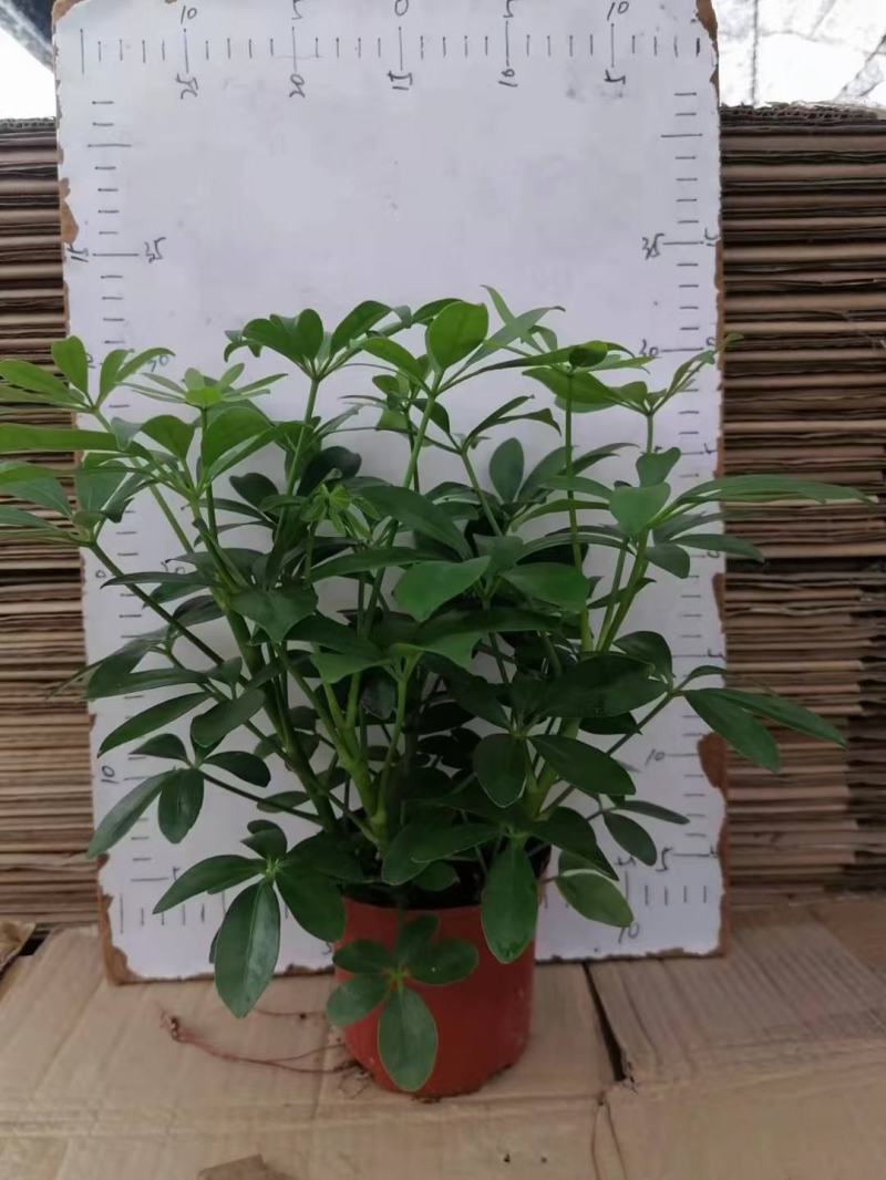 八方来财鸭脚木盆栽花卉绿植室内盆景八方来财观叶绿植七叶莲