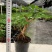 八方来财鸭脚木盆栽花卉绿植室内盆景八方来财观叶绿植七叶莲