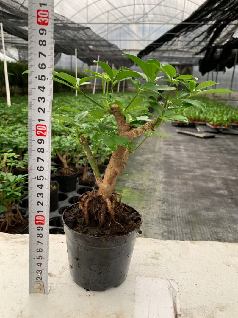 八方来财鸭脚木盆栽花卉绿植室内盆景八方来财观叶绿植七叶莲