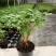 八方来财鸭脚木盆栽花卉绿植室内盆景八方来财观叶绿植七叶莲