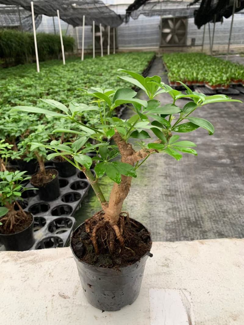 八方来财鸭脚木盆栽花卉绿植室内盆景八方来财观叶绿植七叶莲