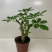 八方来财鸭脚木盆栽花卉绿植室内盆景八方来财观叶绿植七叶莲
