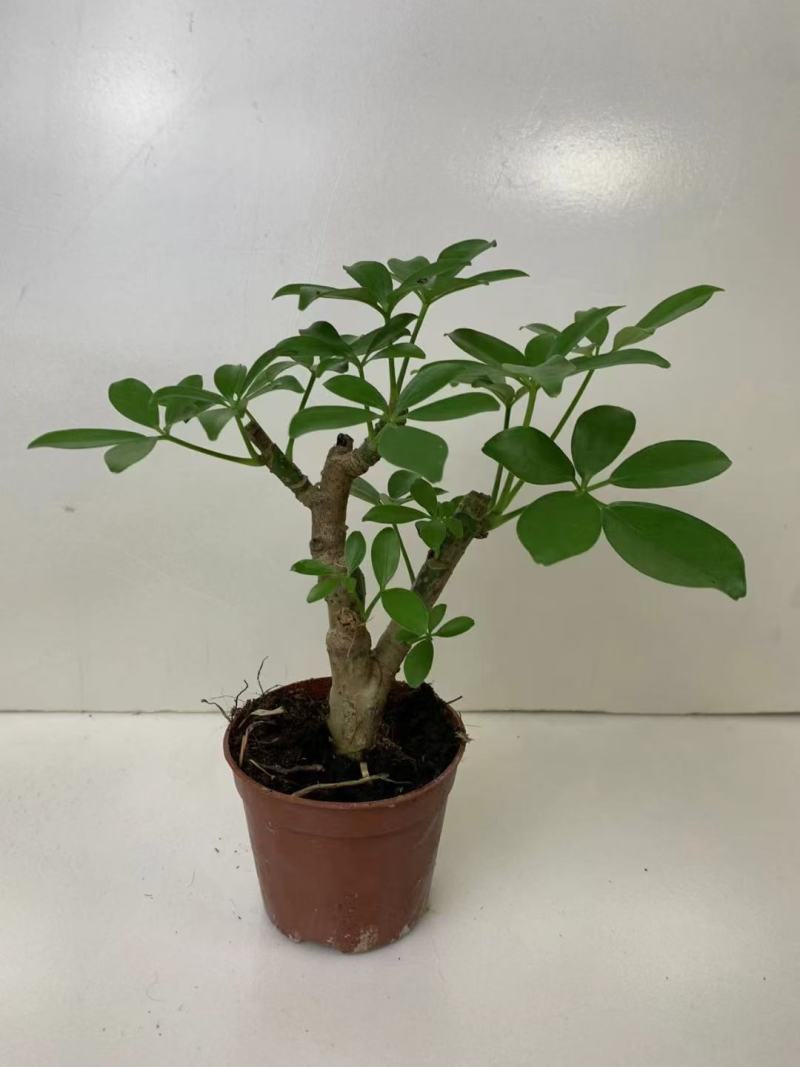 八方来财鸭脚木盆栽花卉绿植室内盆景八方来财观叶绿植七叶莲