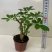 八方来财鸭脚木盆栽花卉绿植室内盆景八方来财观叶绿植七叶莲