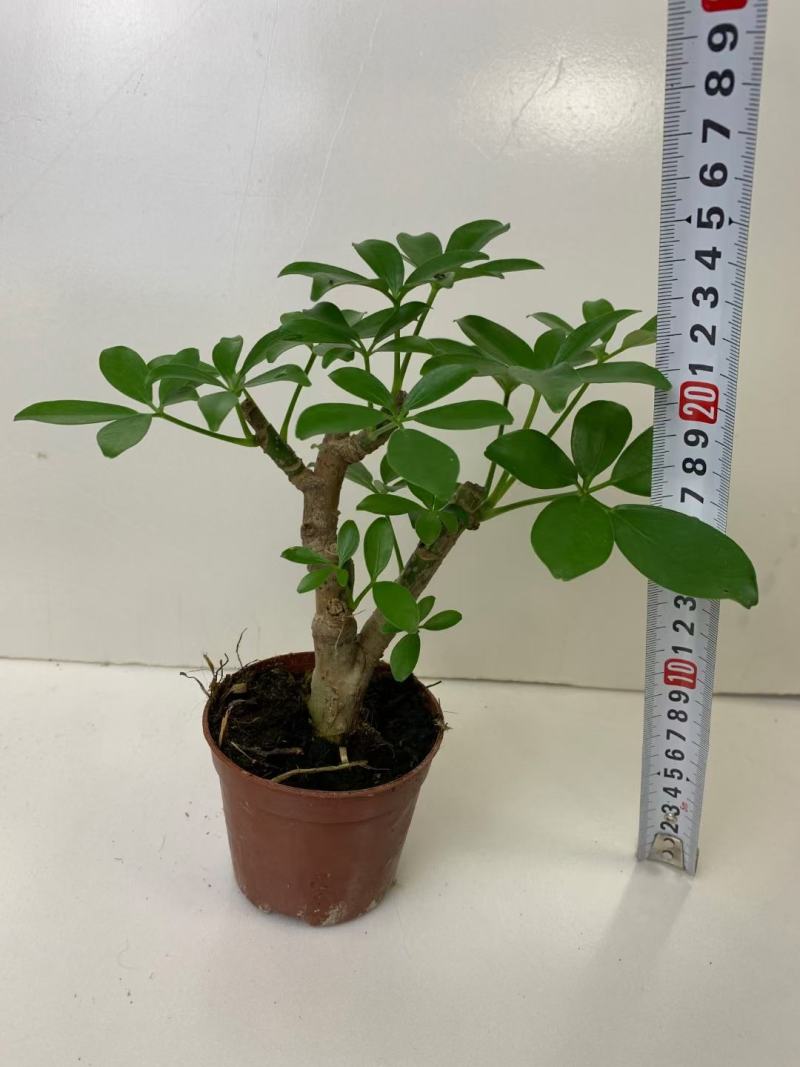 八方来财鸭脚木盆栽花卉绿植室内盆景八方来财观叶绿植七叶莲