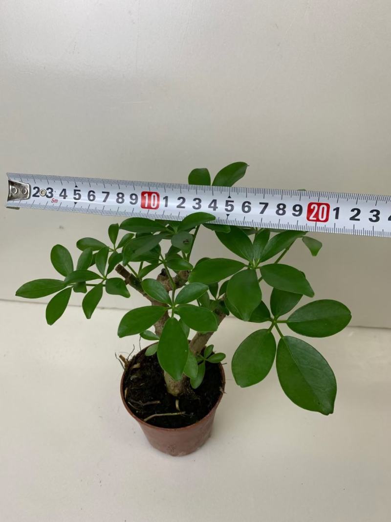 八方来财鸭脚木盆栽花卉绿植室内盆景八方来财观叶绿植七叶莲