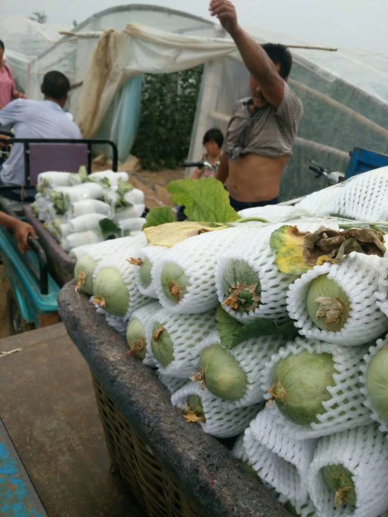 山东滨州博洋九甜瓜大量上市，品种齐全，价格合理产地直供。