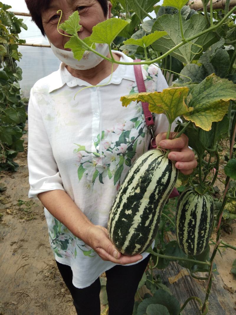 山东滨州博洋九甜瓜大量上市，品种齐全，价格合理产地直供。