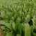 滨州惠民精品菠菜15-2020~25厘米35左大叶菠菜