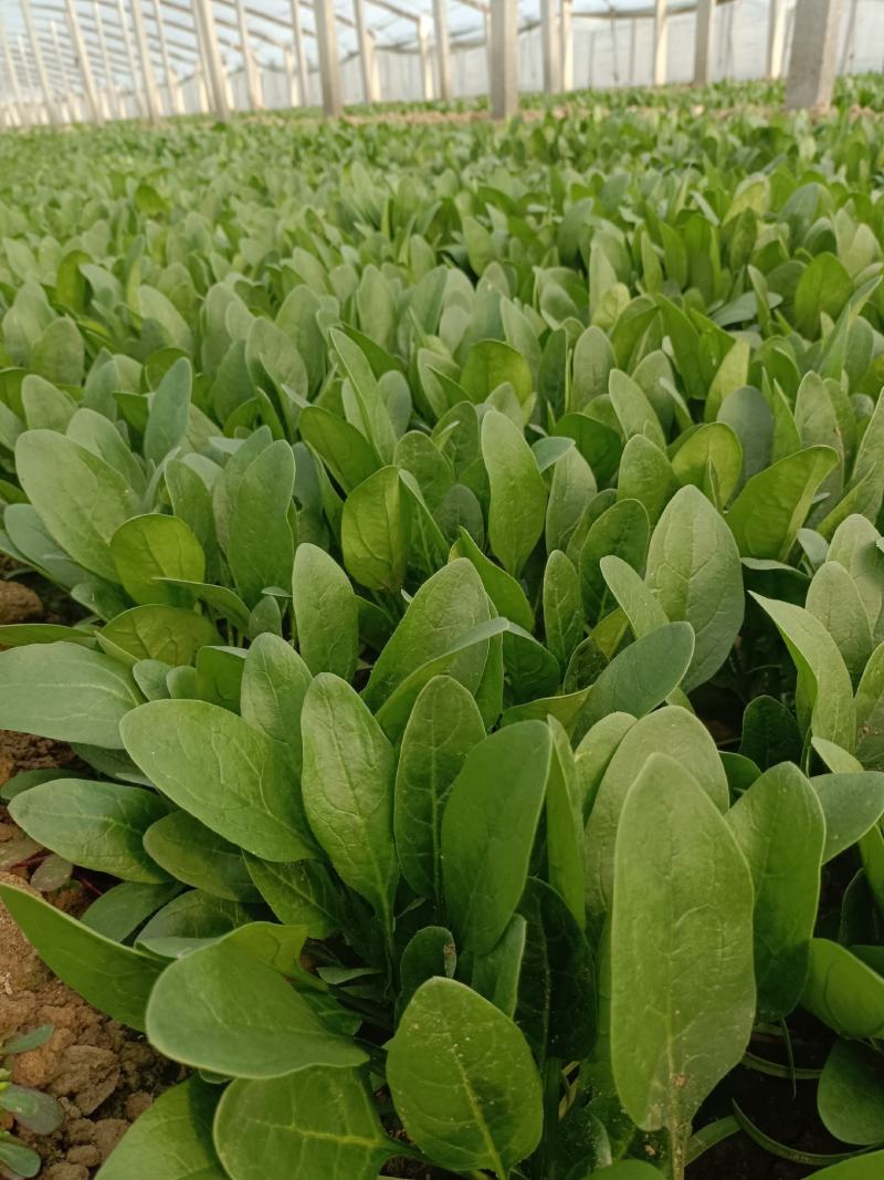 滨州惠民精品菠菜15-2020~25厘米35左大叶菠菜