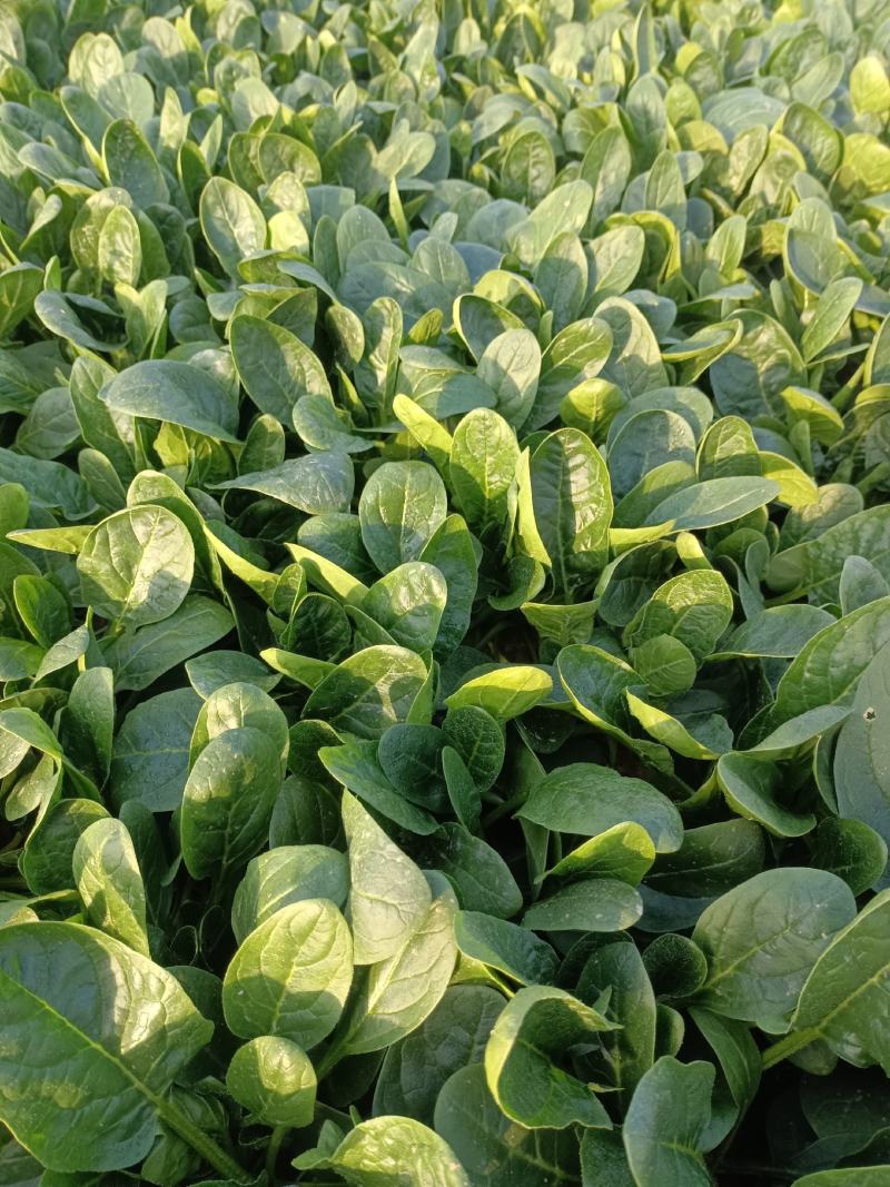 滨州惠民精品菠菜15-2020~25厘米35左大叶菠菜