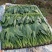 滨州惠民精品菠菜15-2020~25厘米35左大叶菠菜