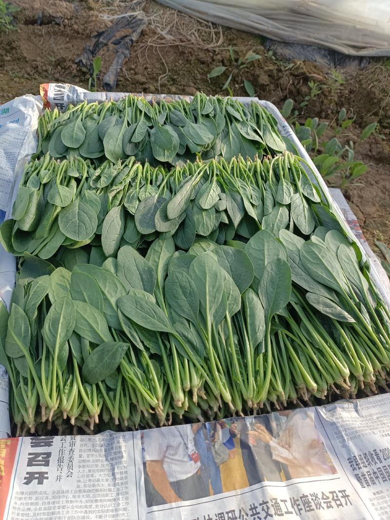滨州惠民精品菠菜15-2020~25厘米35左大叶菠菜