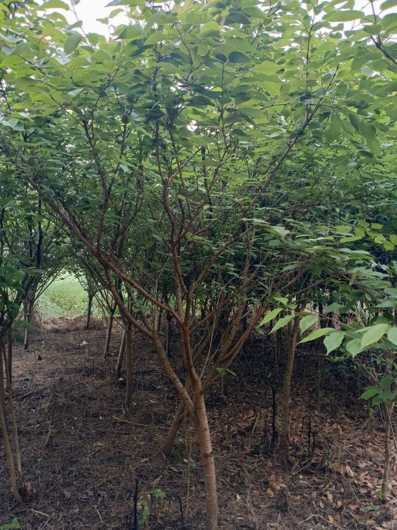 樱花，分枝好，树型茂盛土质纯黑土，指哪株，挖哪株。树型优