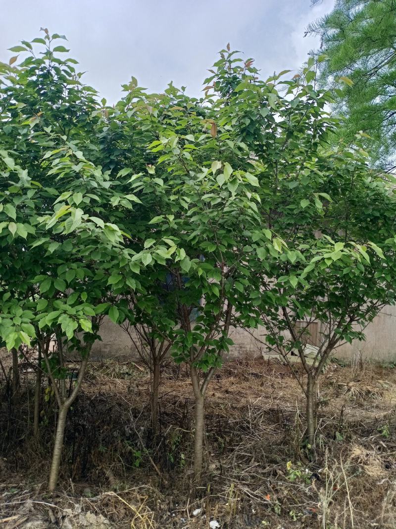 樱花，分枝好，树型茂盛土质纯黑土，指哪株，挖哪株。树型优
