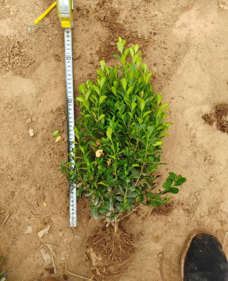 小叶黄杨30-40-50高有量质量如图欢迎实地考察