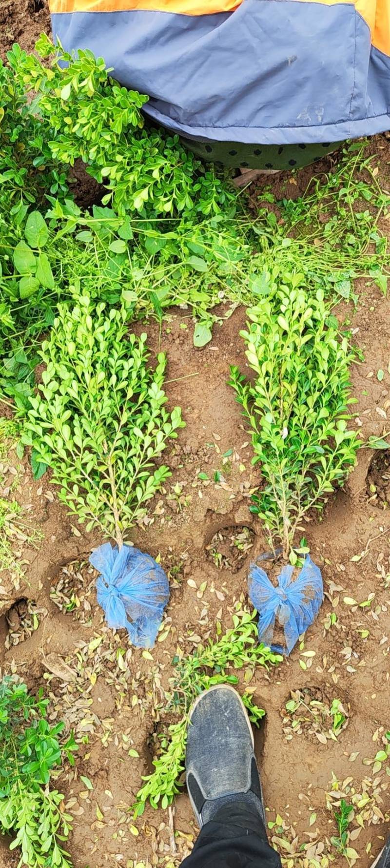 小叶黄杨30-40-50高有量质量如图欢迎实地考察