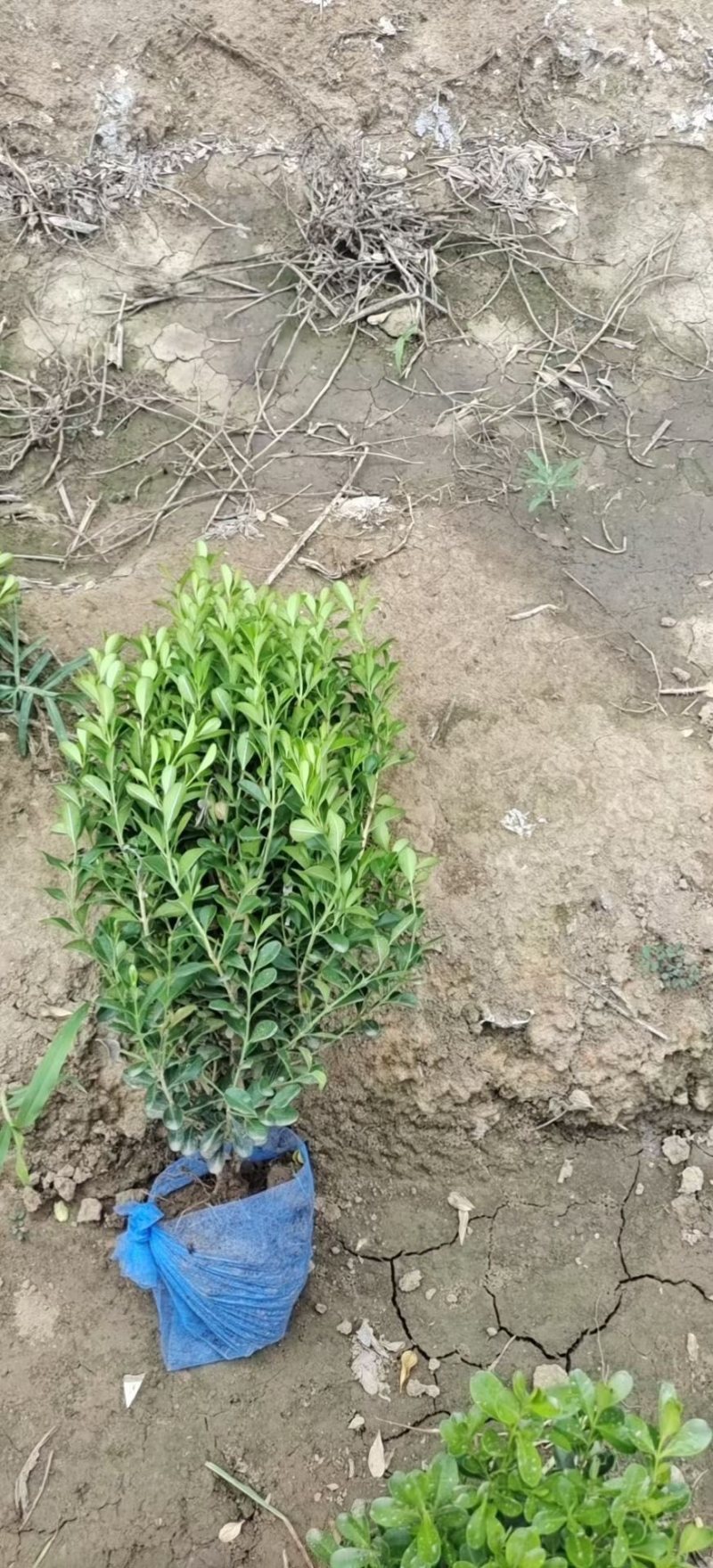 小叶黄杨30-40-50高有量质量如图欢迎实地考察