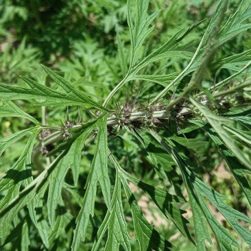 益母草苗全草干货都有益母草苗根种子