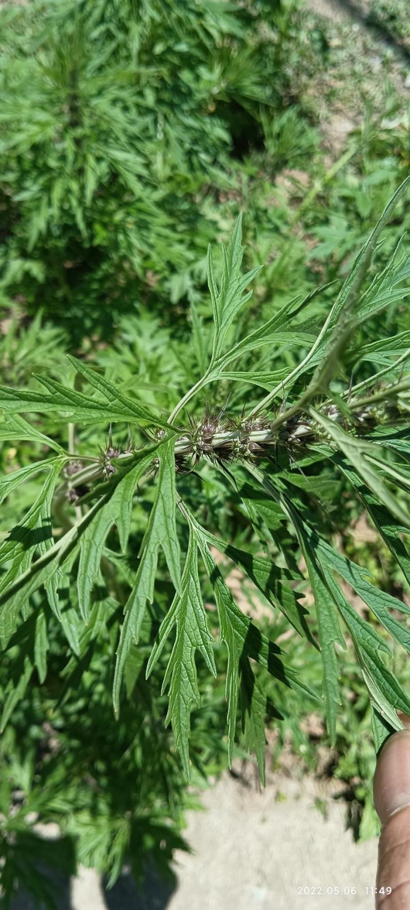 益母草苗全草干货都有益母草苗根种子
