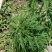 益母草苗全草干货都有益母草苗根种子