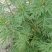 益母草苗全草干货都有益母草苗根种子