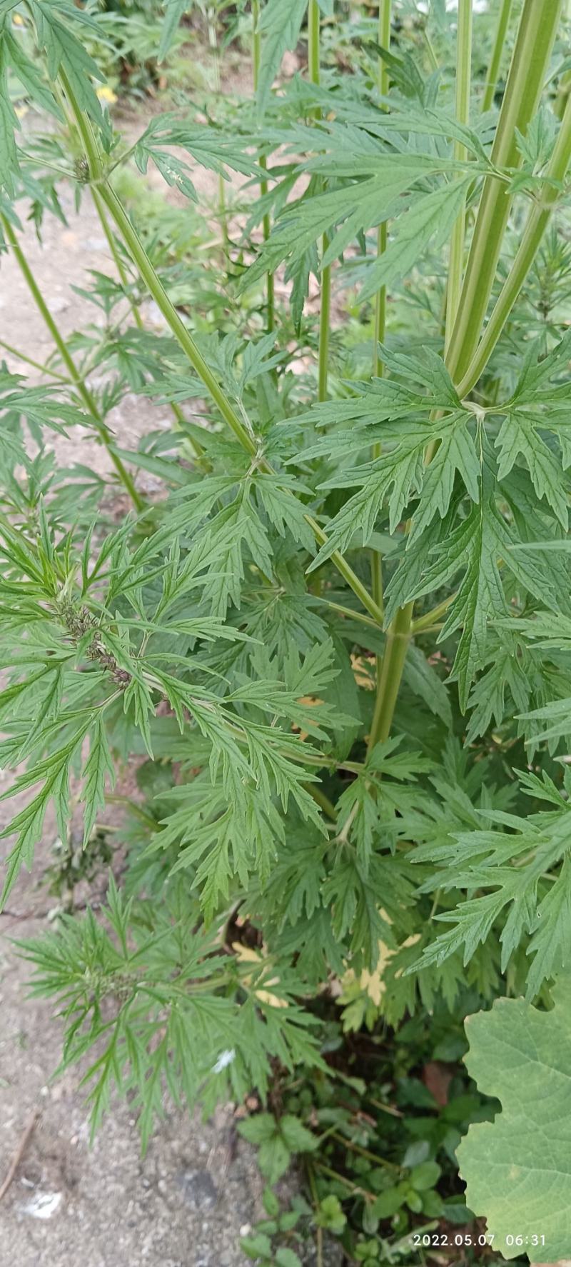 益母草苗全草干货都有益母草苗根种子