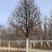 欧洲小叶椴8-25公分，进口原生树，绿塔