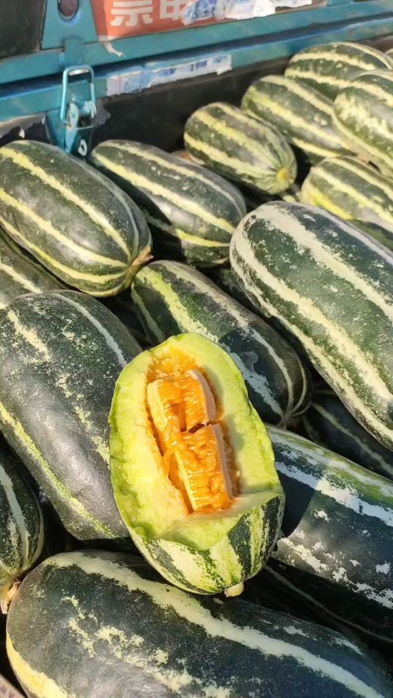 山东甜瓜精品博洋9号甜瓜产地直发一手货源量大从优