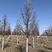 欧洲小叶椴8-25公分，进口原生树，绿塔
