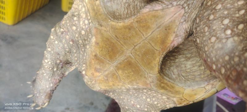 6到15斤鳄龟一个包邮