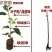 广西嫁接八角树苗茴香大料小苗大红八角苗带泥矮化南北方种植