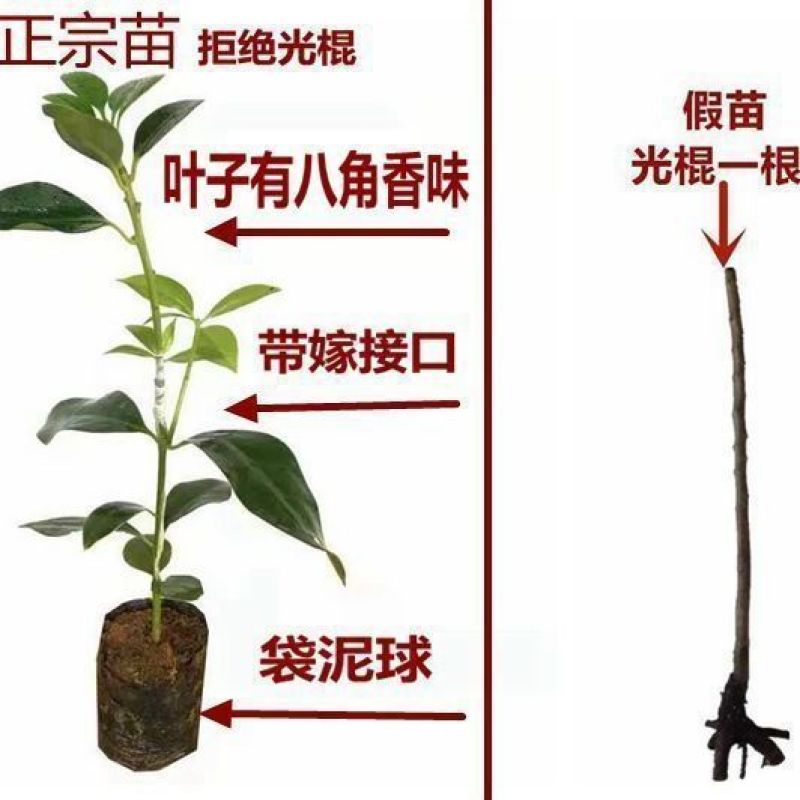 广西嫁接八角树苗茴香大料小苗大红八角苗带泥矮化南北方种植