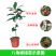 广西嫁接八角树苗茴香大料小苗大红八角苗带泥矮化南北方种植