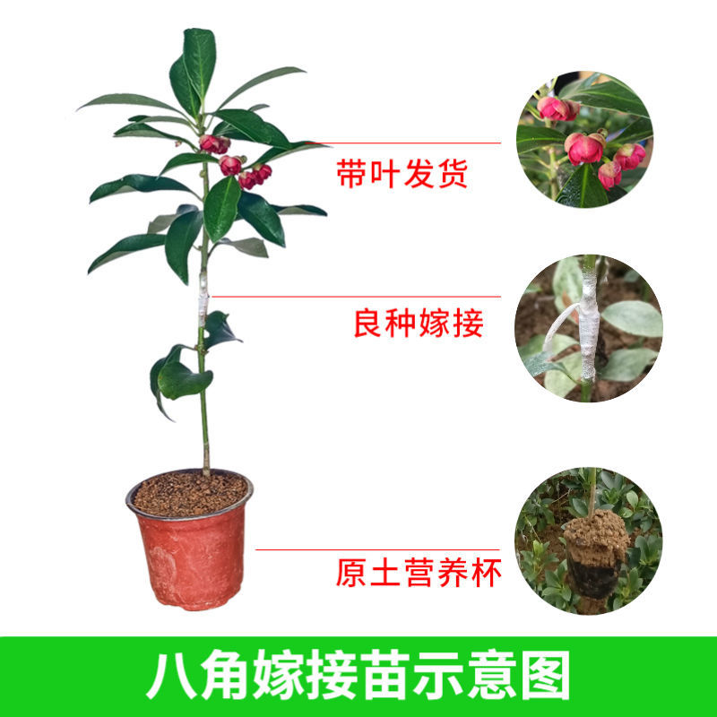 广西嫁接八角树苗茴香大料小苗大红八角苗带泥矮化南北方种植