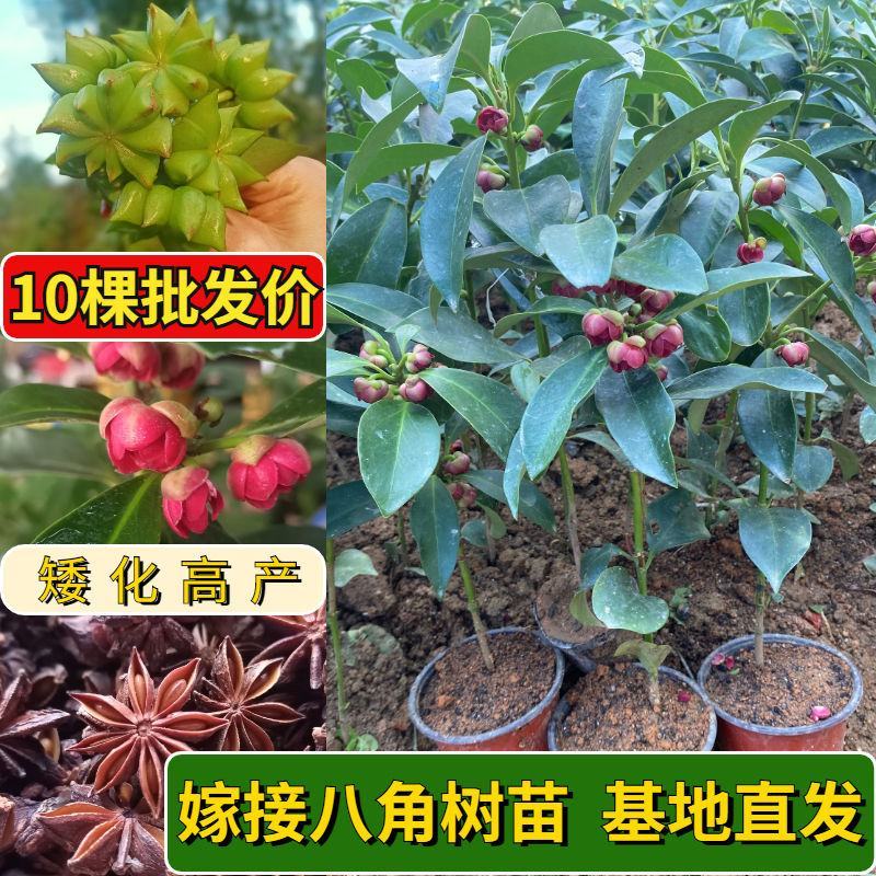 广西嫁接八角树苗茴香大料小苗大红八角苗带泥矮化南北方种植