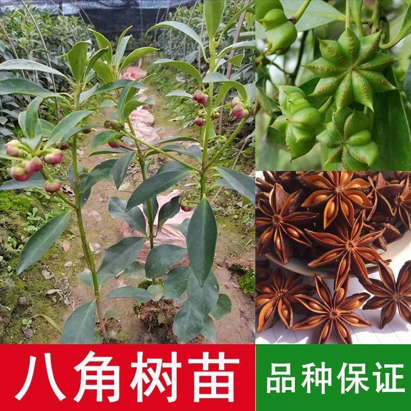 广西嫁接八角树苗茴香大料小苗大红八角苗带泥矮化南北方种植