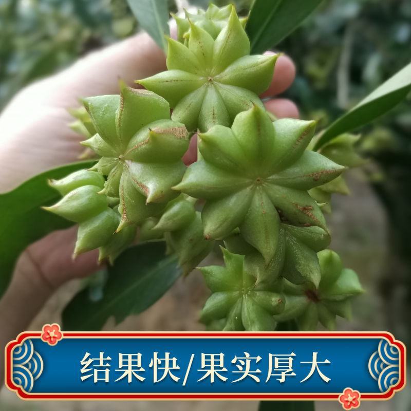 广西嫁接八角树苗茴香大料小苗大红八角苗带泥矮化南北方种植
