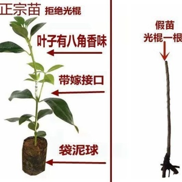 （顺丰快递包邮）矮化大红八角高产王批发批发