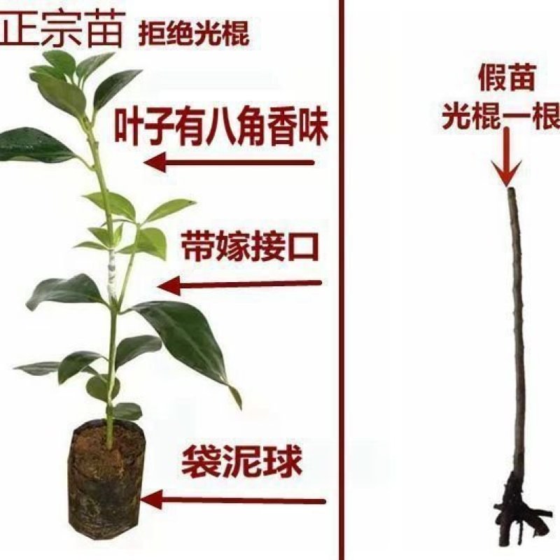 （顺丰快递包邮）矮化大红八角高产王批发批发