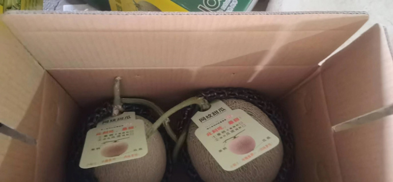 海阳网纹瓜