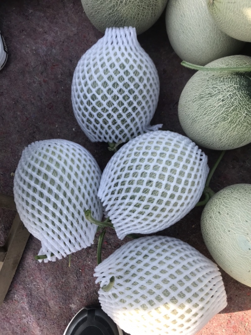 海阳网纹瓜