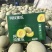 海阳网纹瓜