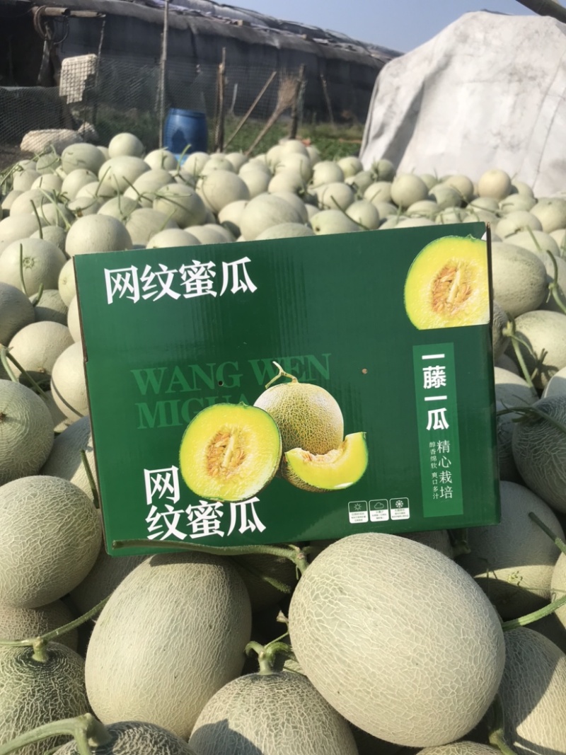 海阳网纹瓜