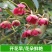 广西八角苗嫁接苗批发（东荣品种）大果头八角树苗