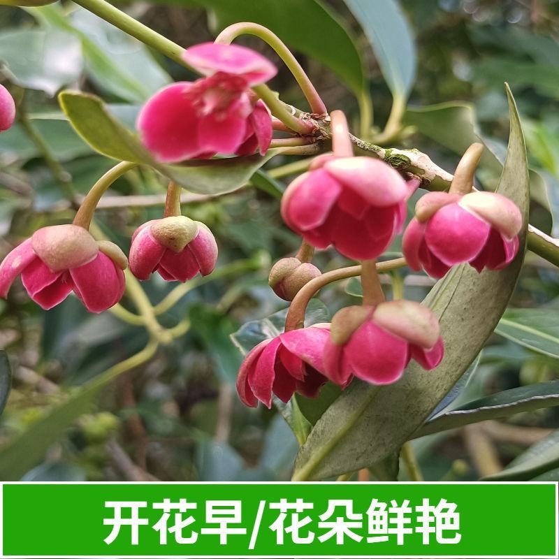 广西八角苗嫁接苗批发（东荣品种）大果头八角树苗