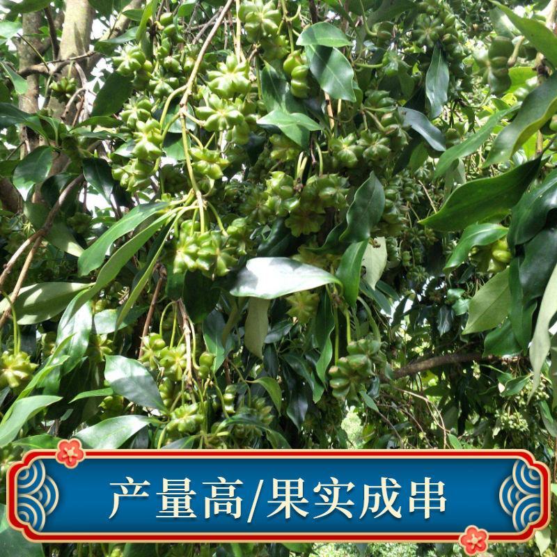 广西八角苗嫁接苗批发（东荣品种）大果头八角树苗