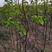 寒红梨树，自己苗圃种植的，1-2-3公分的，还有，秋红李