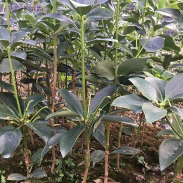 广西八角苗嫁接苗批发（东荣品种）大果头八角树苗