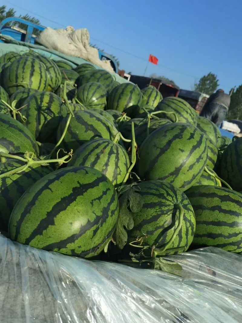 【产地直销】精品甜王西瓜。糖度14个。一手货源，代发全国